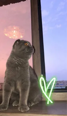 Нужна кошка для вязки! 1