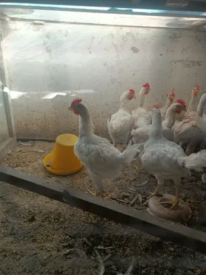 Срочно продаются петухи 1