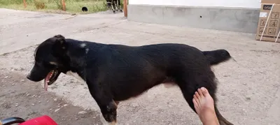 Чистокровный алабай, 1 год 1