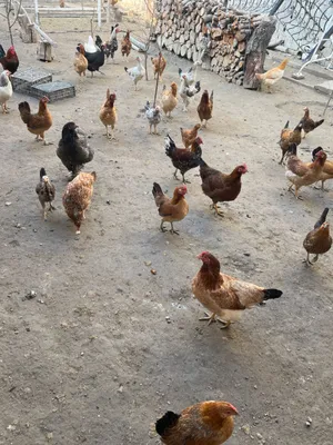 Тухум домашний хонаки