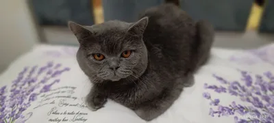 Шотландская прямоухая короткошёрстная