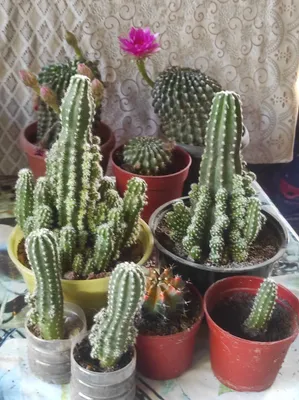 Gullaydigan kaktuslar 1