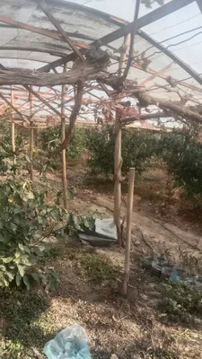 Lemon daraxti sotiladi hosilga kirgan tayor daraxti 1