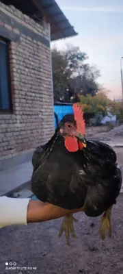 Hardkor guruhi video onlayn Kino jinsiy aloqa mening ogay otam