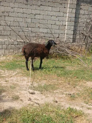Qoy sotamiz kelishgan xolatda 1