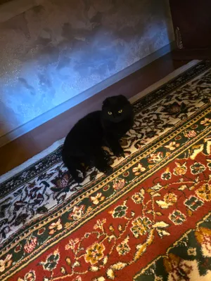 кошка