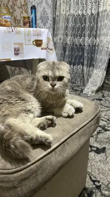 Домашняя кошка-девочка породы Scottish Fold 1