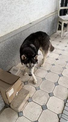 Haski eng aqlli!! Egasi qidirilmoqda!! 1