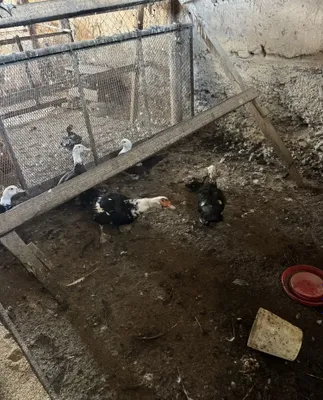 Продаются индоутки, 16 штук 1