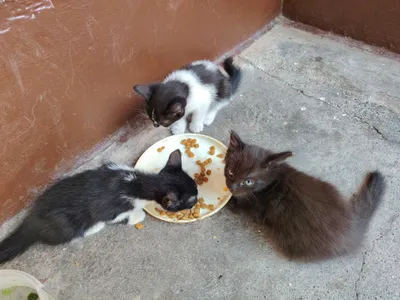 Котята в добрые руки 1