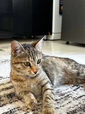 Mushukni bepul beramiz 1