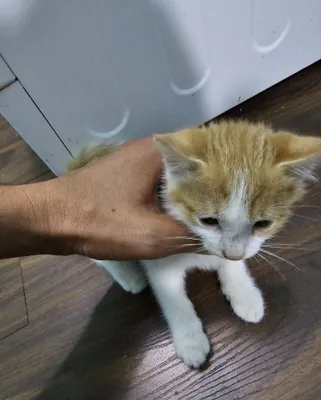 Кошка отдаётся в хорошие руки 1