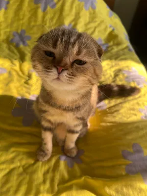 scottish fold sotiladi 1