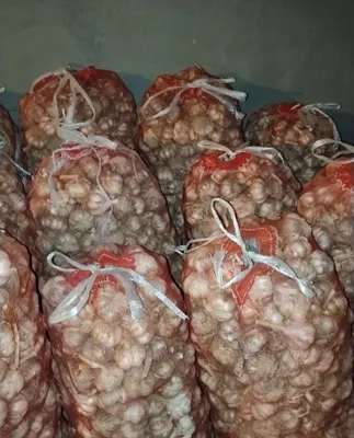 Chisnok ozimizziki buyikgi hosil 8mindan 200kilocha bor 1