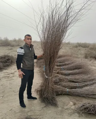 Есть саженцы вяза 1