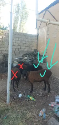 2 здоровых породистых барана 1