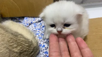 Scottish fold 1