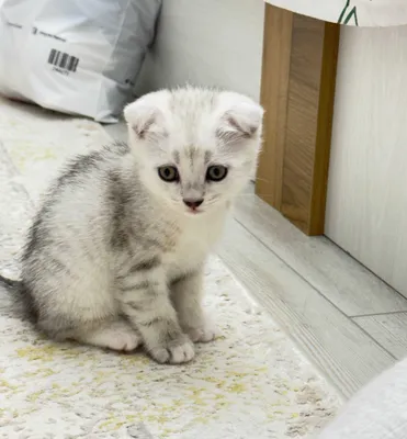 Шотландские вислоухие котята, девочки, 1,5 месяца 1