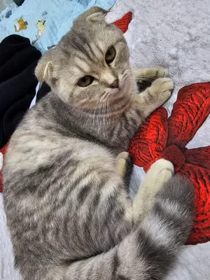 mushuk scottish fold oylik toza ozoda 1