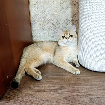 Шиншила 1