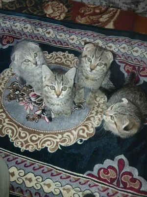 Muahuk bolalari 1