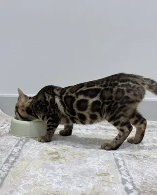 Bengal mushukcha 1