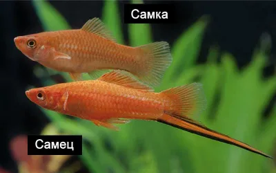 akvarium baliqlari QILICHBALIQLAR