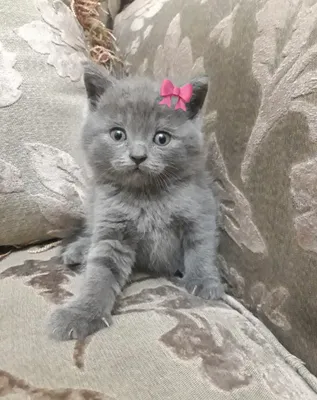 скоттиш фолд котята чистокровные 1
