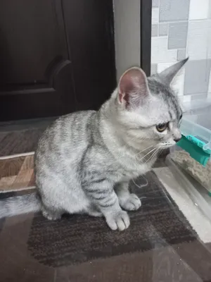 Продаётся кошка 1