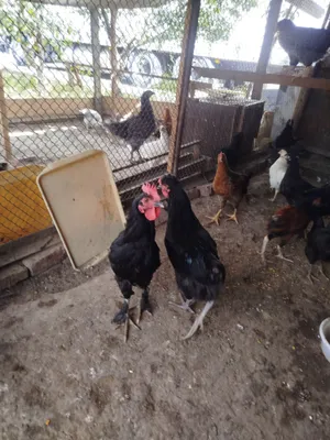 Uyd boqilvotgan jo'jala sotiladi 1