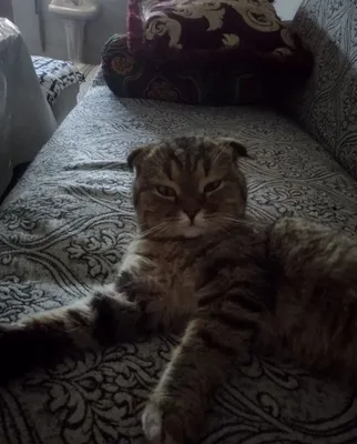 Зотдор мушик сотилади 1