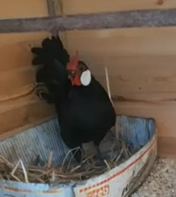 bentan koʻrozlari sotiladi 2 dona shu yilgi joja xorozlar qichqirgan 1