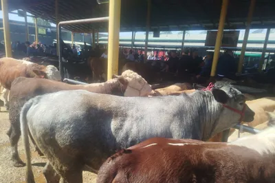 Buqa sotiladi Sog'lom 1