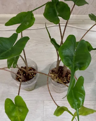 Продам алоказии разных сортов 1