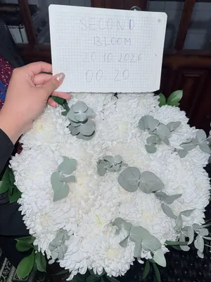 День рождения