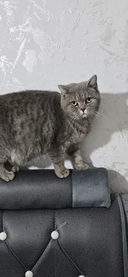 Шотландская прямоухая беременная кошка 1