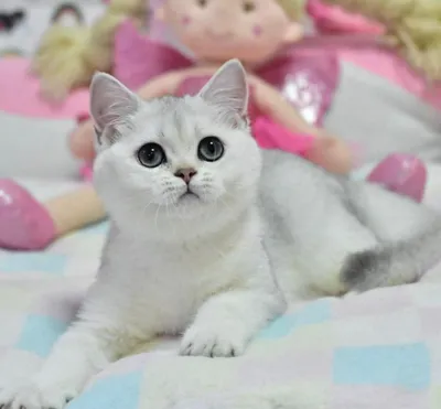 мишик