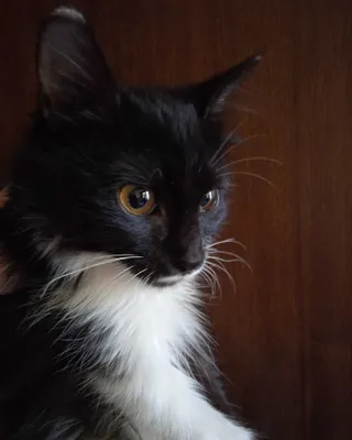 Пушистый котёнок с белыми усиками, 3 месяца, девочка. 1
