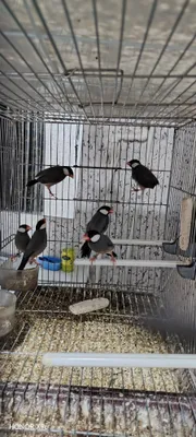 Рисовая амадина природныйлар сотилади 1