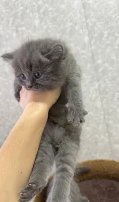 Продаётся котёнок 1