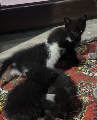 Бесплатные котята, 2 шт. 1