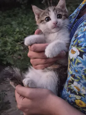 Mushukcha qizchani mehribon qo‘llarga bepul beramiz 1
