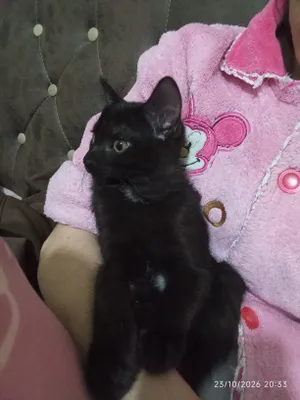 Котёнок для Хадии 1
