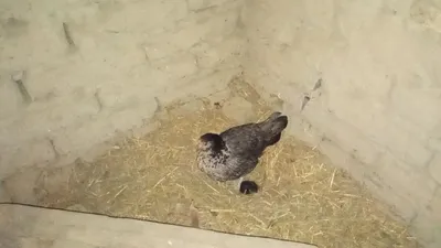 Продаются куры 1