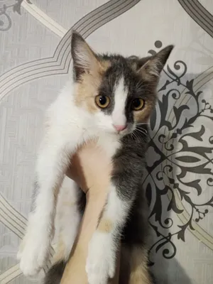 Продаётся кошка, отдам в руки хороших людей 1