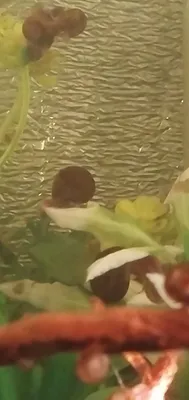 Akvarium uchun shilliqqurtlar. Uy sharoitida yaxshi ko‘payadi. 1