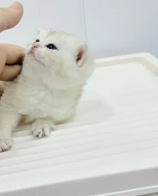 Британский котята 1