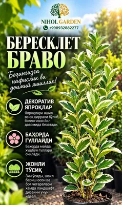 Бересклет браво оптом 1