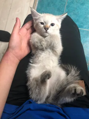 Jinsiy aloqa video prezervativ va sham