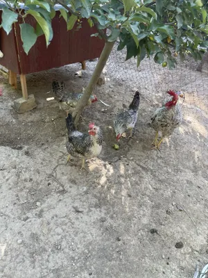 tovuqlar sotladi 1